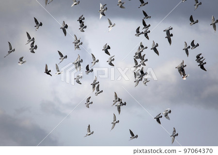 flock of homing pigeon flying against cloudy sky flock of homing pigeon flying against cloudy sky 97064370