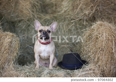 A French bulldog is resting in the hayloft among the haystacks in a romantic setting, quietly looking at the camera. Next to the dog lies a black hat with wide brim. A French bulldog is resting in the hayloft among the haystacks in a romantic setting, quietly looking at the camera. Next to the dog lies a black hat with wide brim. 97064802