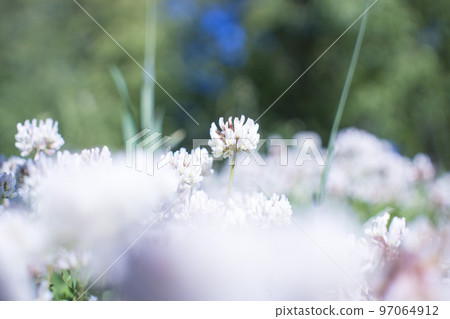 The flowers of clover blooming in a garden. The flowers of clover blooming in a garden. 97064912