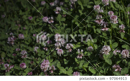 The flowers of clover blooming in a garden. The flowers of clover blooming in a garden. 97064913