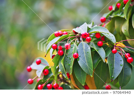 Soyogo with red berries (winter, December) Soyogo with red berries (winter, December) 97064940