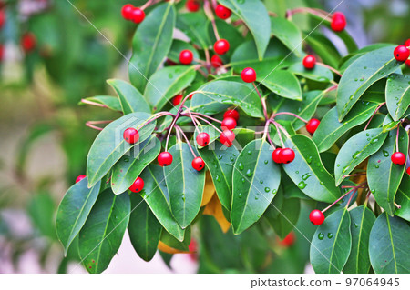 Soyogo with red berries (winter, December) 97064945