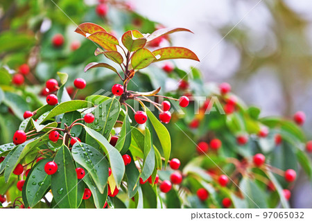 帶有紅色漿果的 Soyogo（秋季，12 月） 97065032