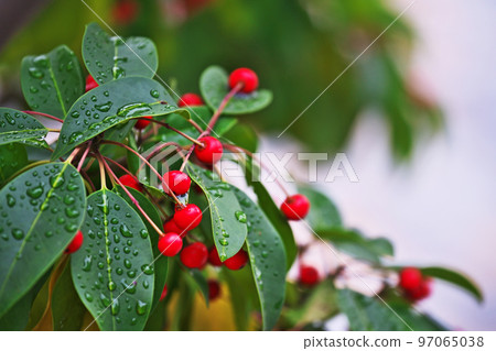 Soyogo with red berries (Autumn, December) Soyogo with red berries (Autumn, December) 97065038