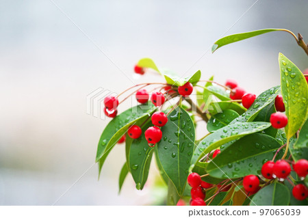 Soyogo with red berries (Autumn, December) Soyogo with red berries (Autumn, December) 97065039
