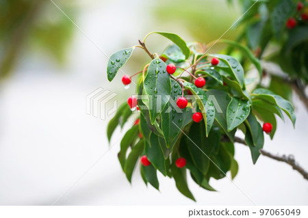 Soyogo with red berries (winter, December) Soyogo with red berries (winter, December) 97065049