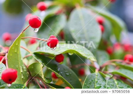 Soyogo with red berries (winter, December) Soyogo with red berries (winter, December) 97065056