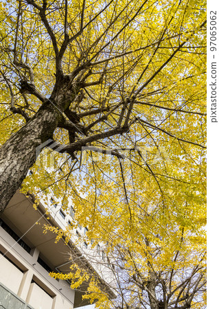 Ginkgo tree next to the hall [Nagasaki] 97065062