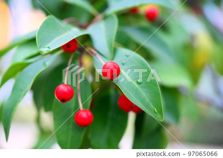 Red soyogo berries with water droplets (winter, December) Red soyogo berries with water droplets (winter, December) 97065066