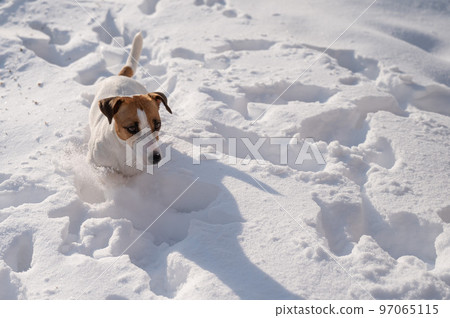 Jack Russell Terrier dog in the snow in winter. Jack Russell Terrier dog in the snow in winter. 97065115