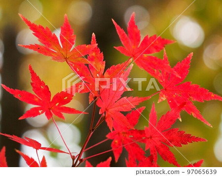 紅楓的特寫鏡頭(楓林中的秋葉) 紅楓的特寫鏡頭(楓林中的秋葉) 97065639