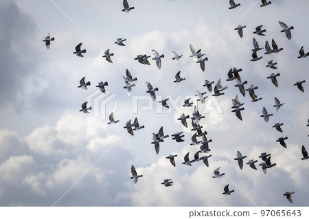 flock of homing pigeon flying against cloudy sky flock of homing pigeon flying against cloudy sky 97065643