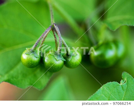 Black nightberry berries close-up (bakanas with many green berries) Black nightberry berries close-up (bakanas with many green berries) 97066254