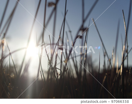 Bright winter Cornish moorland. Grass in the morning. Bodmin Moor Cornwall, UK. 97066338