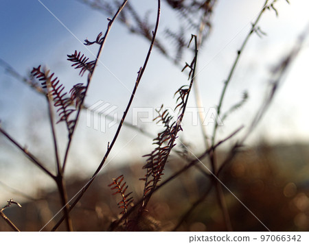 Bright winter Cornish moorland. Grass in the morning. Bodmin Moor Cornwall, UK. 97066342