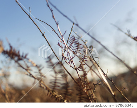 Bright winter Cornish moorland. Grass in the morning. Bodmin Moor Cornwall, UK. 97066343