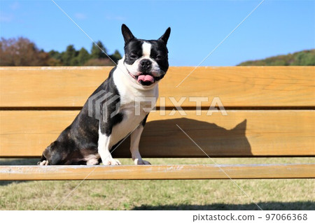 2022Mighty-kun, a Boston Terrier sitting on a bench in Aigo no Sato, the happiest town in Japan♡ 97066368