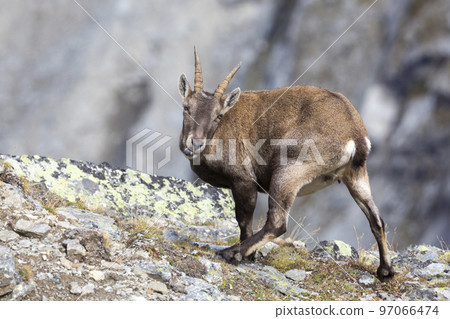 Adult female Alpine ibex (Capra ibex) in the Swiss Alps Adult female Alpine ibex (Capra ibex) in the Swiss Alps 97066474