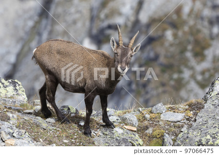 Adult female Alpine ibex (Capra ibex) in the Swiss Alps Adult female Alpine ibex (Capra ibex) in the Swiss Alps 97066475