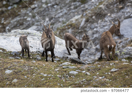 Two female and juveniles Alpine ibex (Capra ibex) in the Swiss Alps Two female and juveniles Alpine ibex (Capra ibex) in the Swiss Alps 97066477