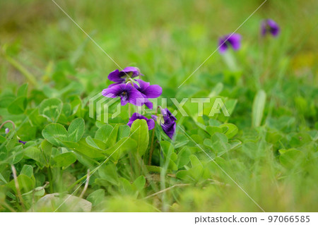 Pretty violet flowers Pretty violet flowers 97066585