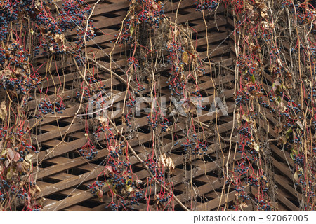 wild grapes on wooden wall background desktop screensaver wild grapes on wooden wall background desktop screensaver 97067005