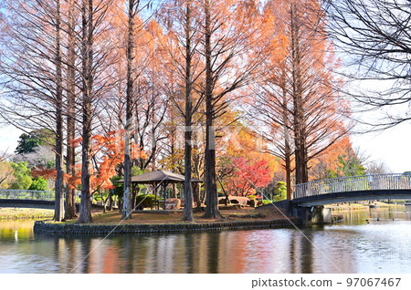 埼玉縣上尾市上尾丸山公園風景 97067467