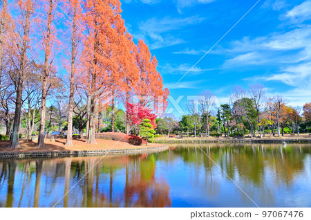 埼玉縣上尾市上尾丸山公園風景 97067476