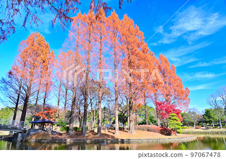 埼玉縣上尾市上尾丸山公園風景 97067478