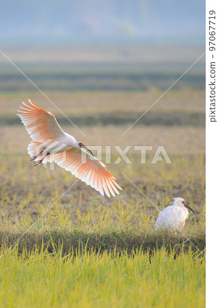 朱鹮與田園風光 3 97067719