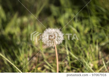 dandelion flower on meadow dandelion flower on meadow 97067916
