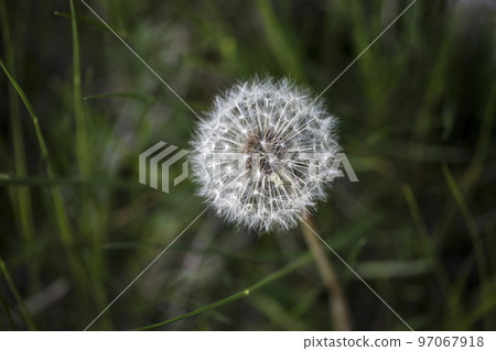 dandelion flower on meadow dandelion flower on meadow 97067918