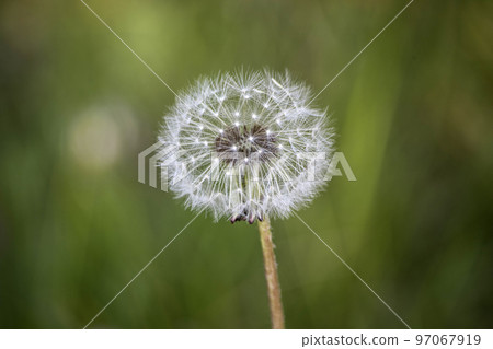 dandelion flower on meadow dandelion flower on meadow 97067919