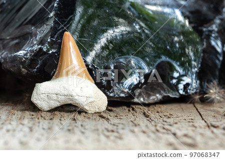 Prehistoric Shark Tooth Fossil Sample on Wood Prehistoric Shark Tooth Fossil Sample on Wood 97068347