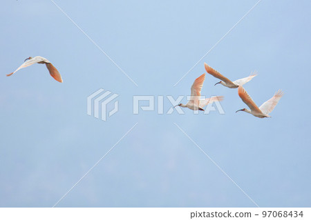 朱鹮群飛 97068434