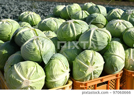 Harvested cabbage Harvested cabbage 97068666
