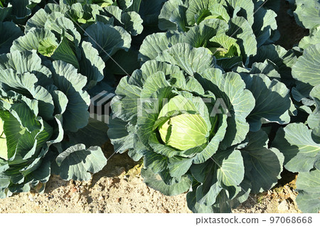 Cabbage field ready for harvest Cabbage field ready for harvest 97068668
