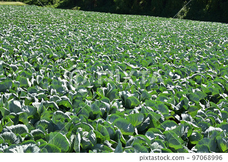 Cabbage field ready for harvest Cabbage field ready for harvest 97068996