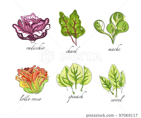 Sketch Salad Green Leaf Vegetables with Radicchio, Chard, Mache, Spinach and Sorrel Vector Set 97069117