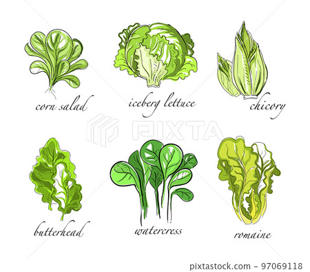 Sketch Salad Green Leaf Vegetables with Corn, Iceberg Lettuce, Chicory, Watercress and Romaine Vector Set 97069118
