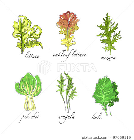 Sketch Salad Green Leaf Vegetables with Lettuce, Mizuna, Pak Choi, Arugula and Kale Vector Set 97069119