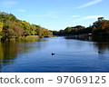 Waterfowl swimming in the pond of Inokashira Park 97069125