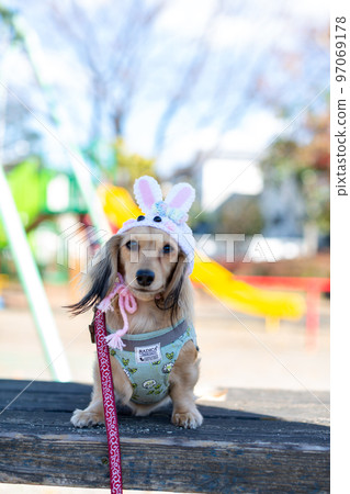 A dachshund taking a walk in the park Rabbit year headgear A dachshund taking a walk in the park Rabbit year headgear 97069178