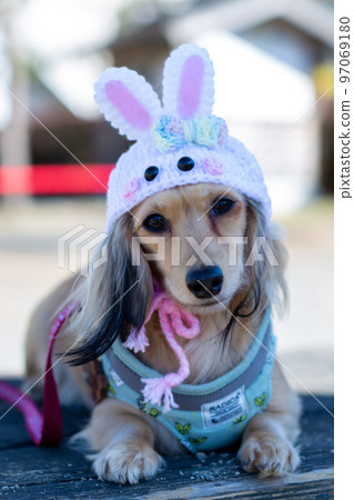 A dachshund taking a walk in the park Rabbit year headgear A dachshund taking a walk in the park Rabbit year headgear 97069180