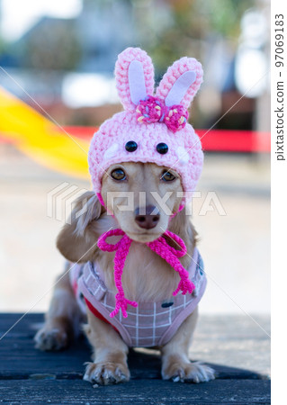 A dachshund taking a walk in the park Rabbit year headgear A dachshund taking a walk in the park Rabbit year headgear 97069183