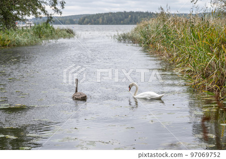 Swan family in front of Gripsholm castle located in Mariefred Sodermanland Sweden Swan family in front of Gripsholm castle located in Mariefred Sodermanland Sweden 97069752