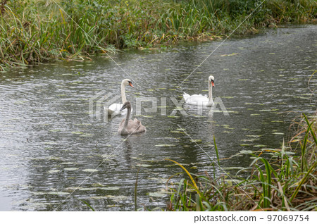 Swan family in front of Gripsholm castle located in Mariefred Sodermanland Sweden Swan family in front of Gripsholm castle located in Mariefred Sodermanland Sweden 97069754