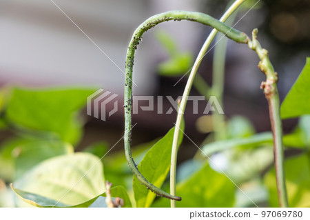 Aphid bugs infested fresh long yard bean in garden Aphid bugs infested fresh long yard bean in garden 97069780
