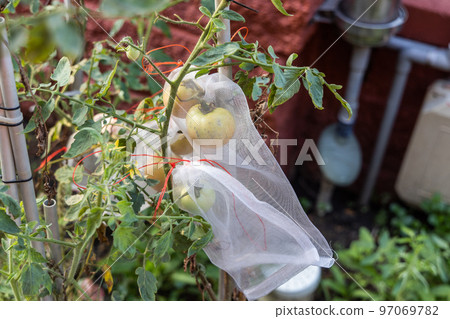 Pest protective net bag protect pest from harming tomatoes 97069782