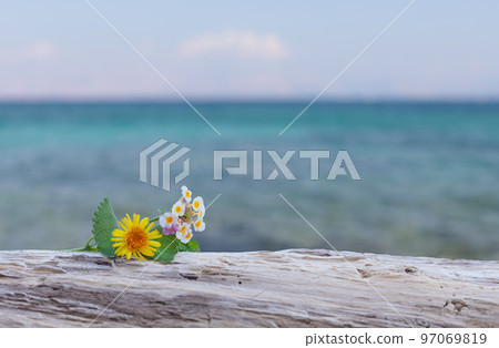 Free product space, mock-up. Flower mockup for presentation of cosmetic, medical product. Free product space, mock-up. Flower mockup for presentation of cosmetic, medical product. 97069819